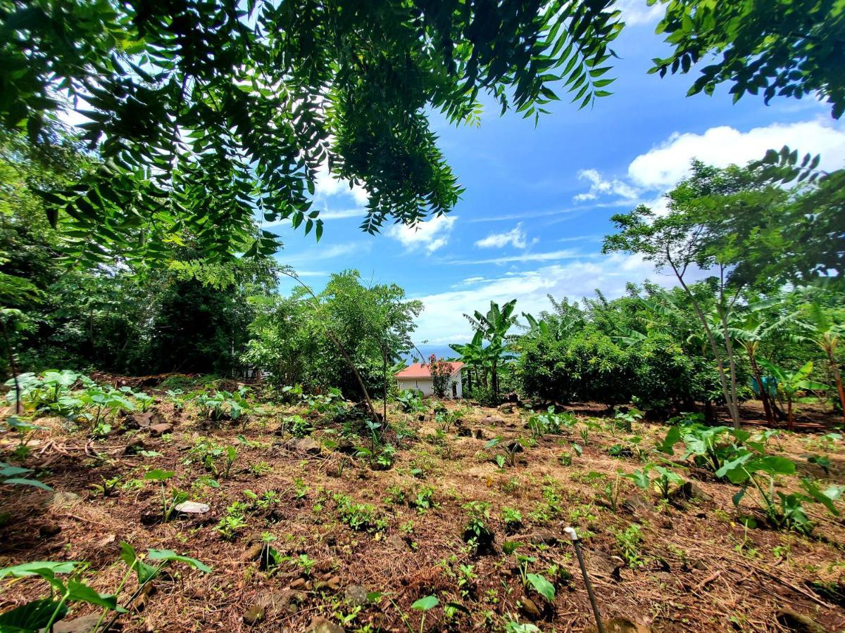 The Jungle Villa Mérida Екстериор снимка